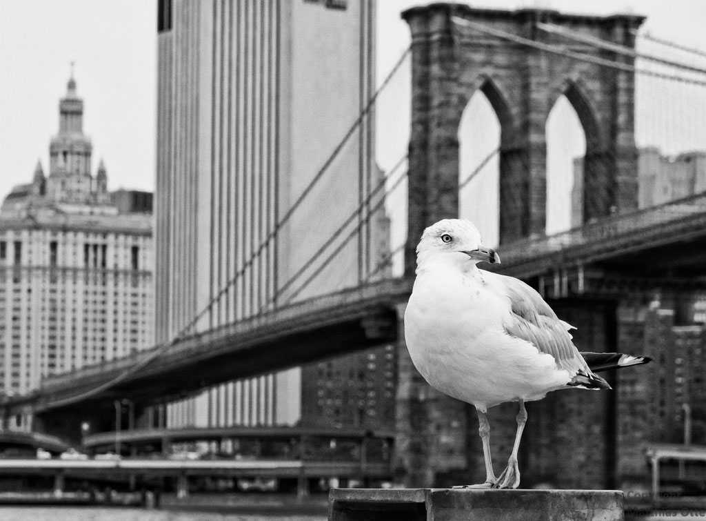 seagull in new york