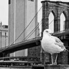 seagull in new york