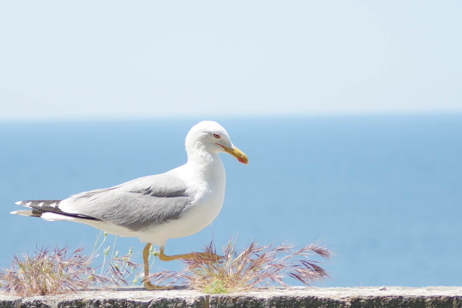 Seagull in Rovinj 