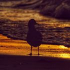 seagull in sunset