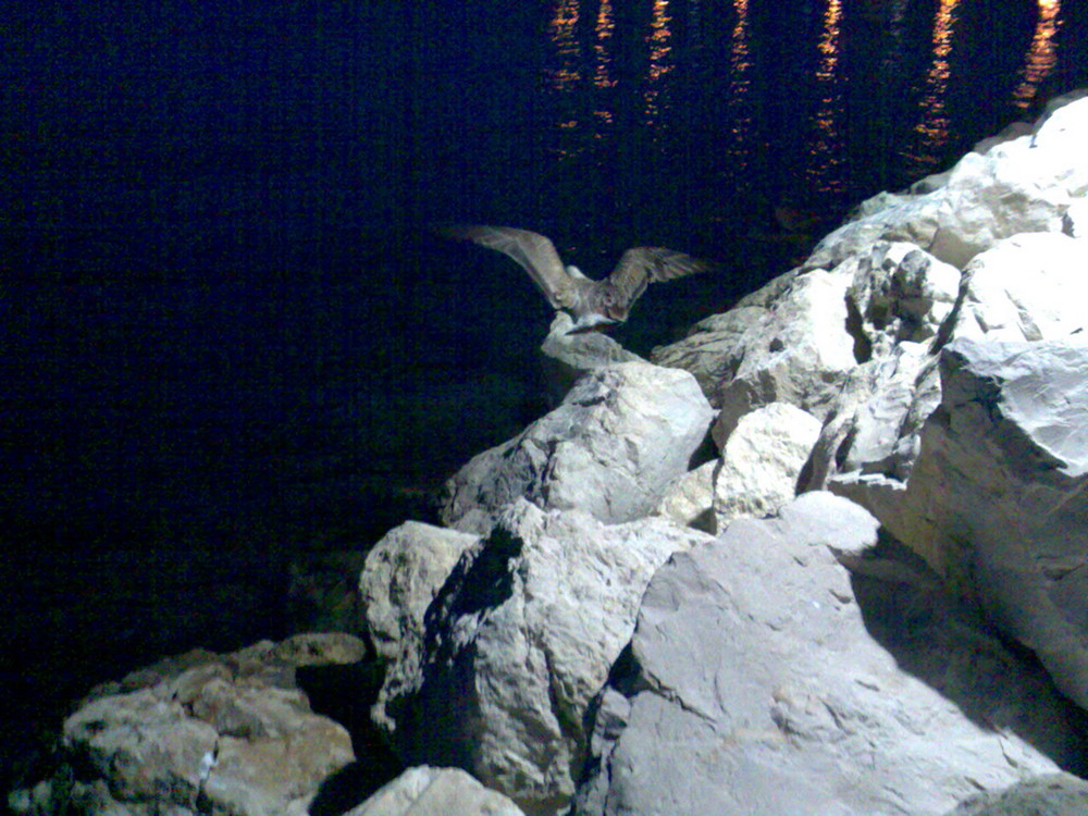 Seagull in the night