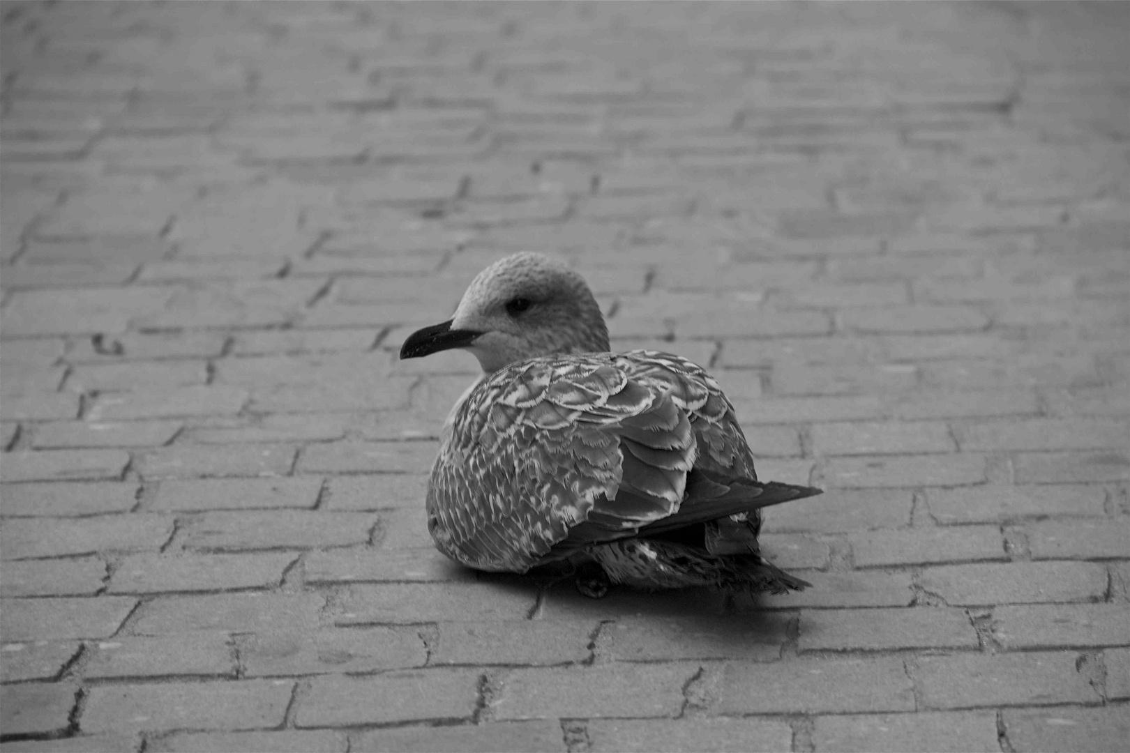 Seagull in the street nest