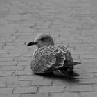 Seagull in the street nest