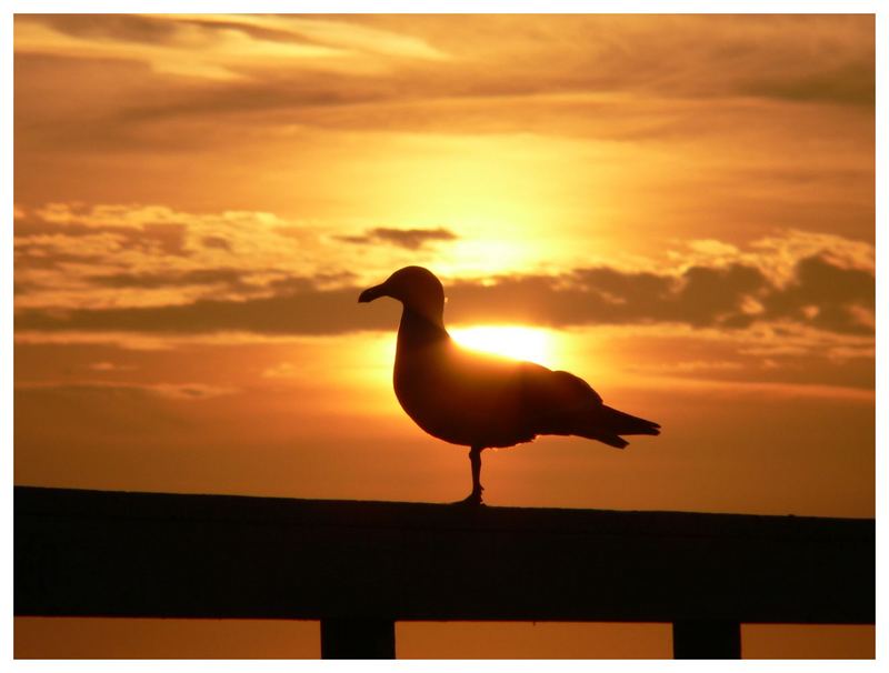 seagull in the sun