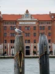 seagull in Venezia