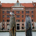 seagull in Venezia