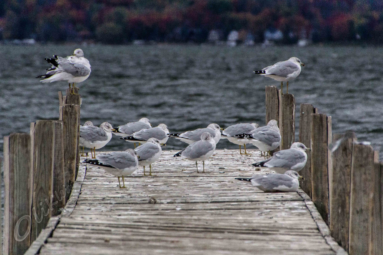 seagull in wind