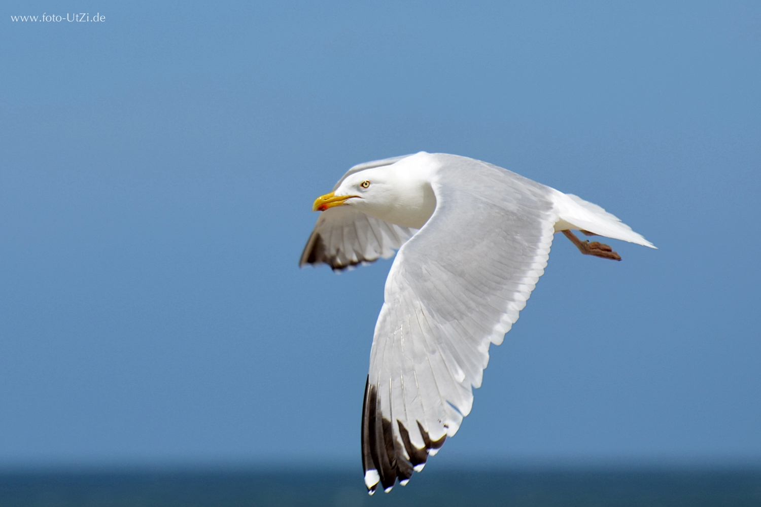 Seagull is watching you