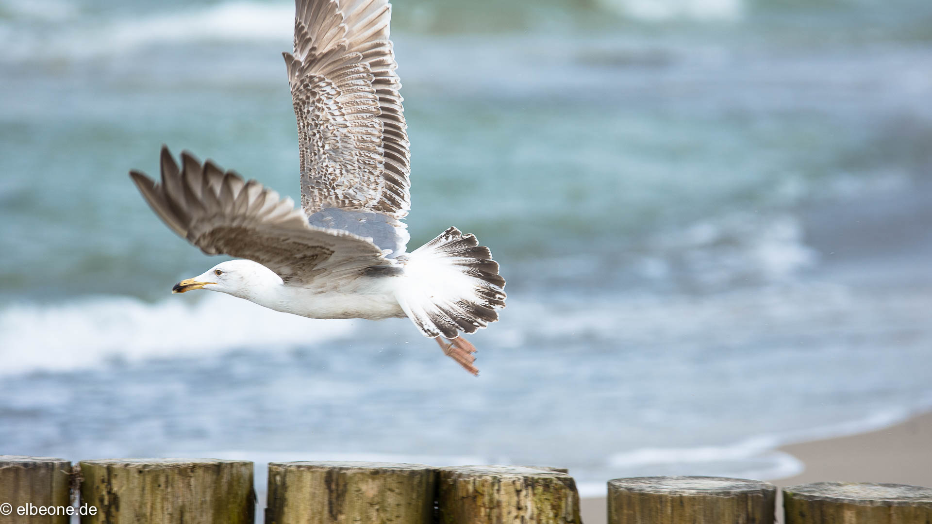 Seagull @Kühlungsborn