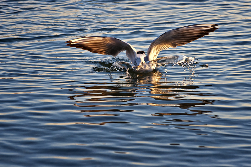 seagull landing