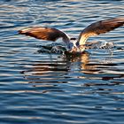 seagull landing