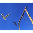 seagull landing on clothes-line