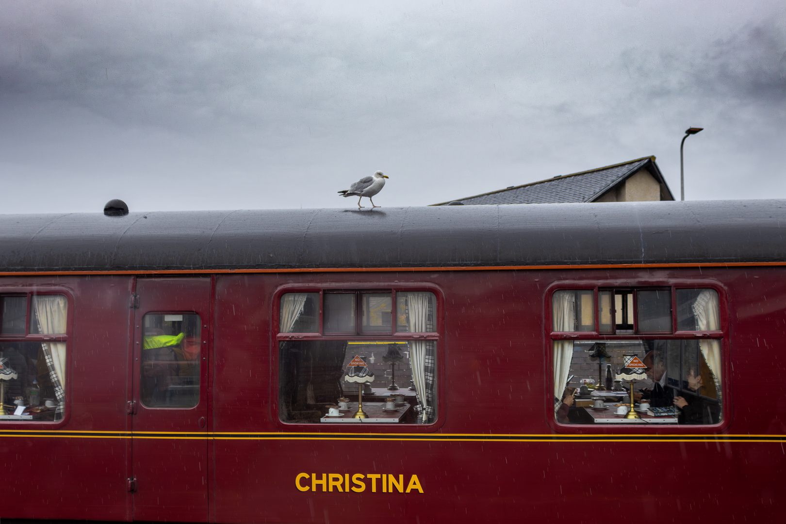 seagull meets christina