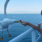 Seagull meets Wolf