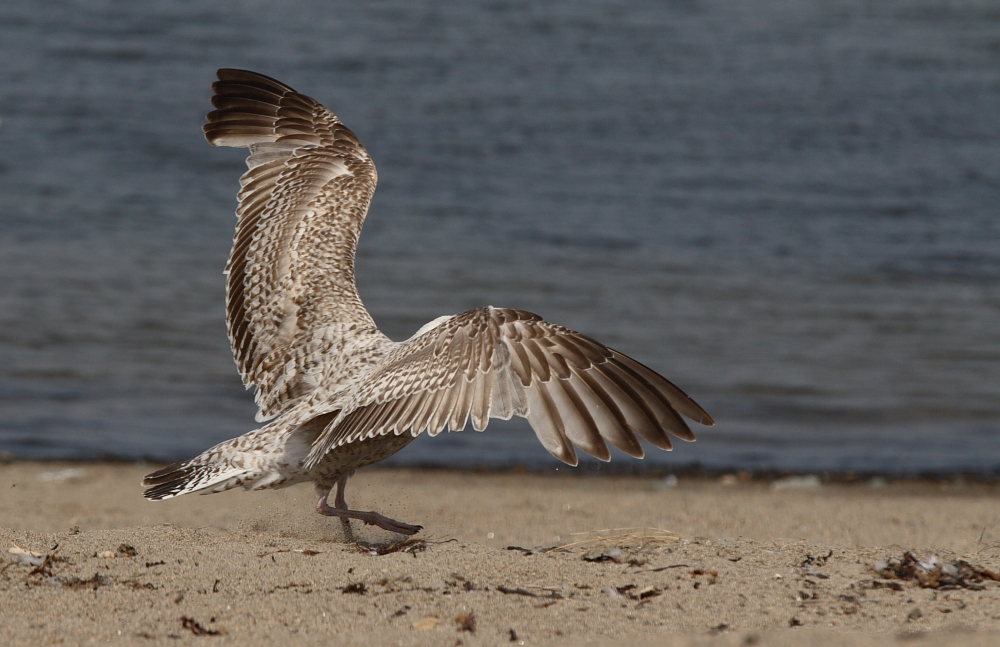 Seagull-model