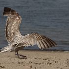 Seagull-model