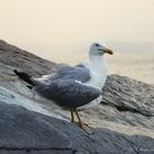 Seagull model