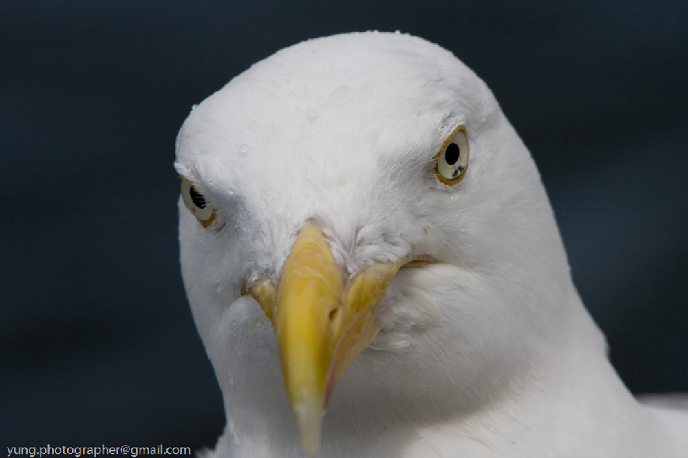 Seagull / Möven