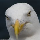 Seagull / Möven