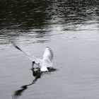 Seagull nicking my bait