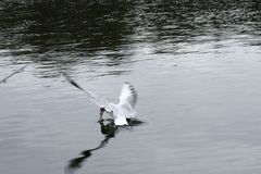 Seagull nicking my bait