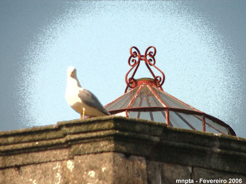 Seagull on a "hot tin roof"