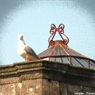 Seagull on a "hot tin roof"