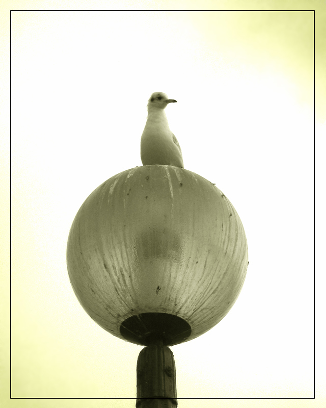 Seagull on a lamp of Paris