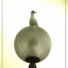 Seagull on a lamp of Paris