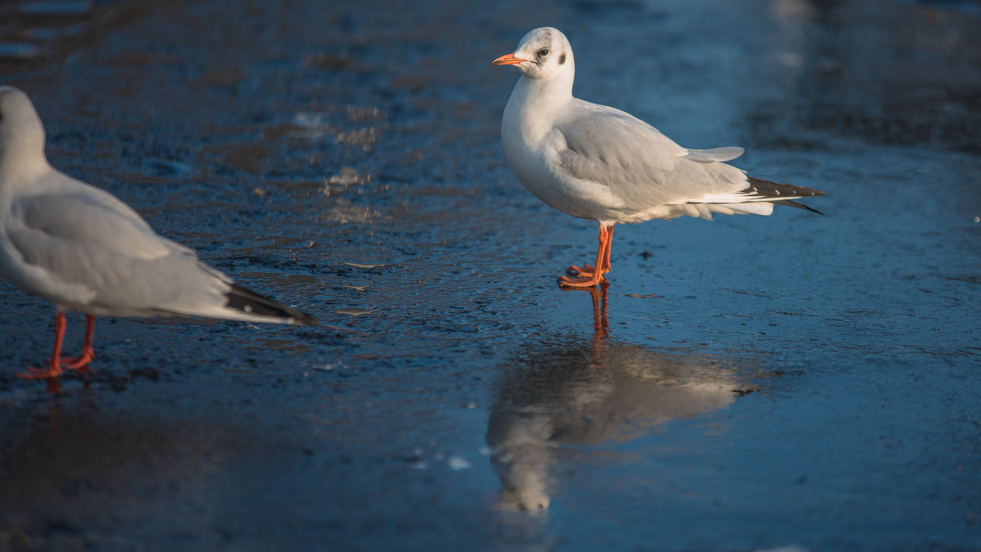 Seagull on ice