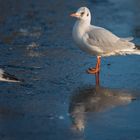 Seagull on ice