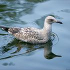 Seagull on shaggy water