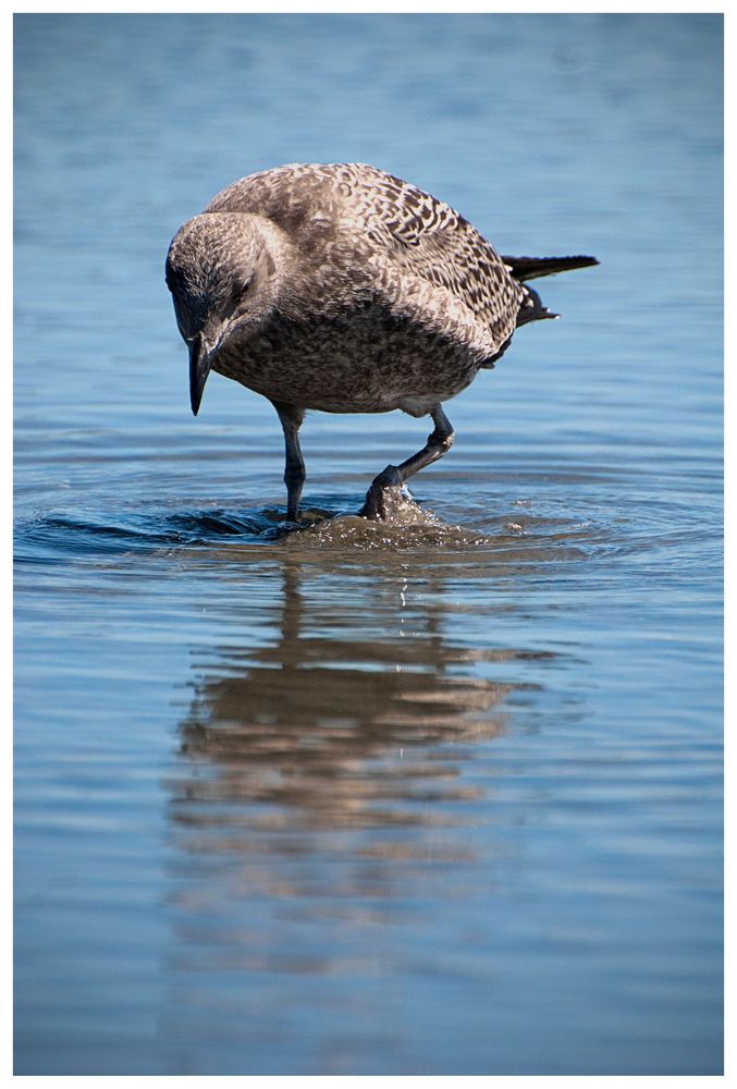 seagull on the beach