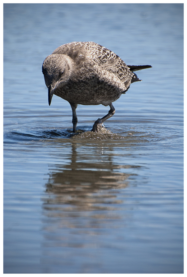 seagull on the beach