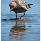 seagull on the beach