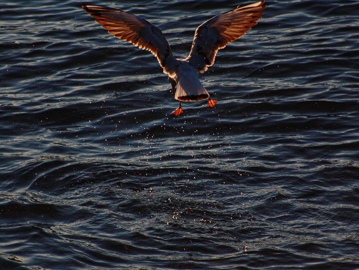 Seagull on the hunt