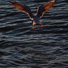 Seagull on the hunt