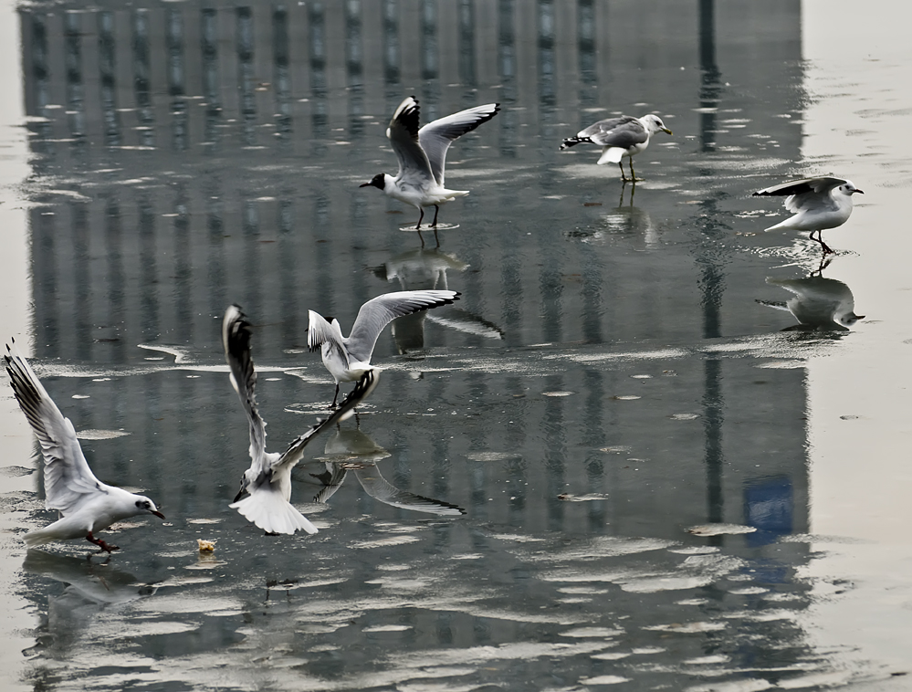 Seagull on the ice - Copenaghen