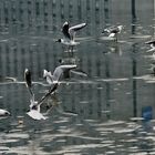 Seagull on the ice - Copenaghen