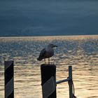 Seagull on the Lake