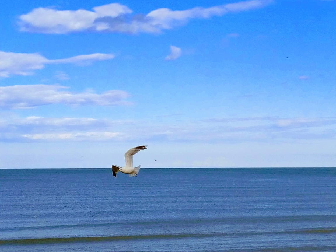 Seagull on the line