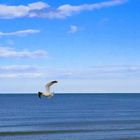 Seagull on the line