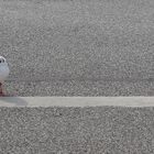 Seagull on the line