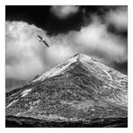 Seagull over Goatfell