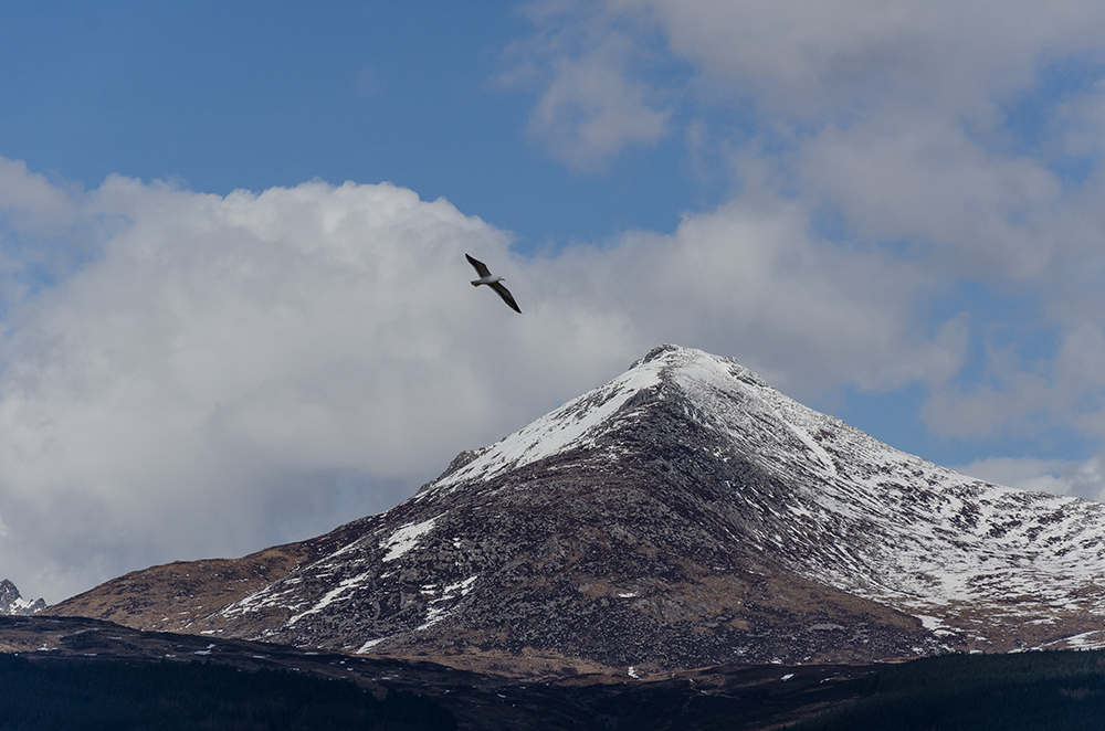 Seagull over Goatfell (Original)