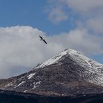 Seagull over Goatfell (Original)