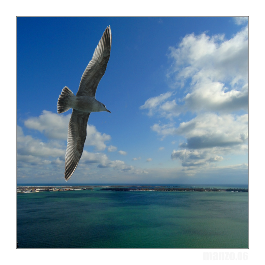 Seagull over Lake Ontario