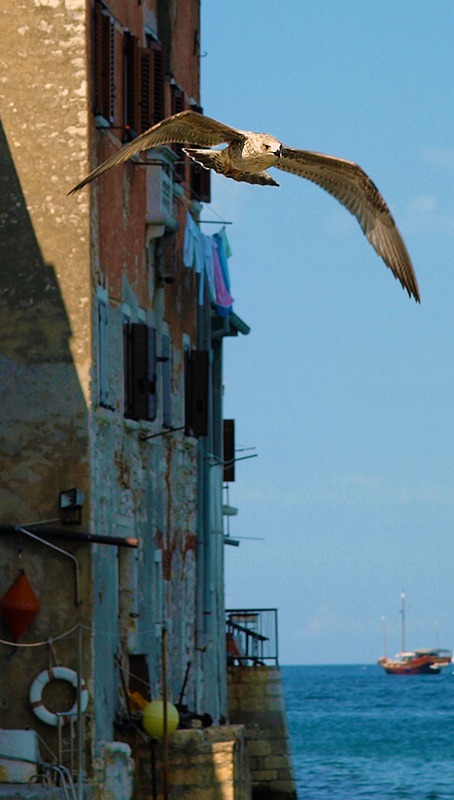 seagull over rovinj