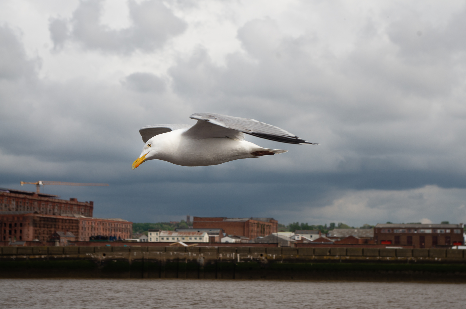 Seagull over the Mersey