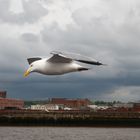 Seagull over the Mersey